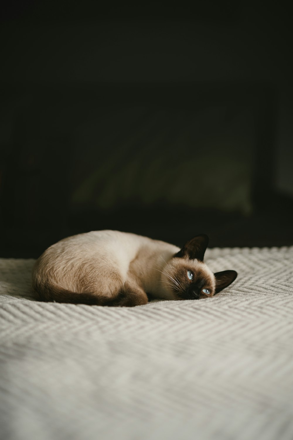 a siamese cat is laying on a bed