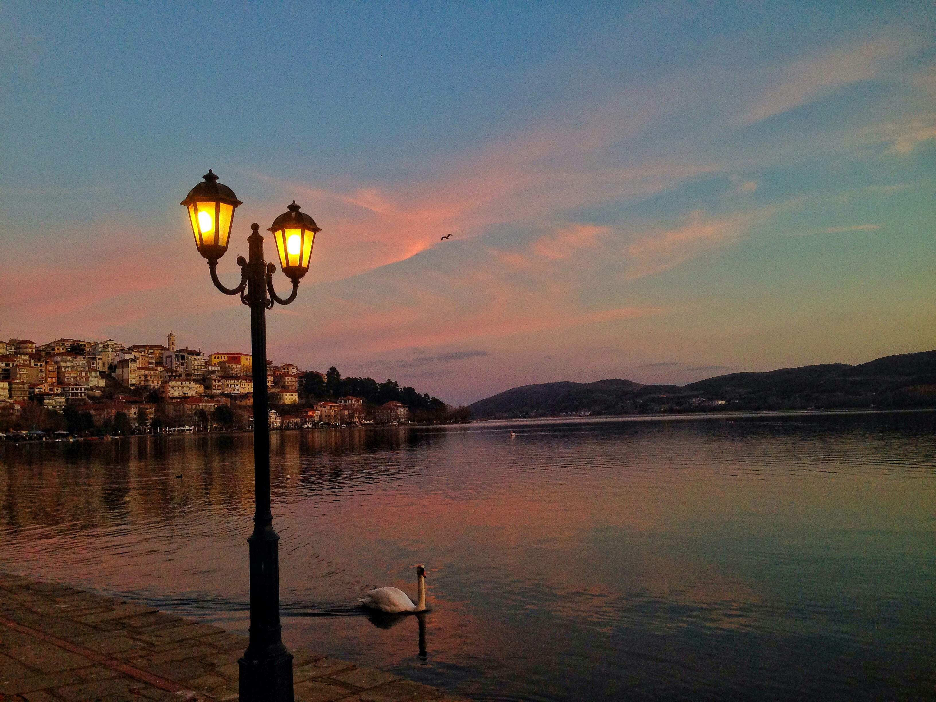 Un cygne nage dans l’eau près d’un lampadaire