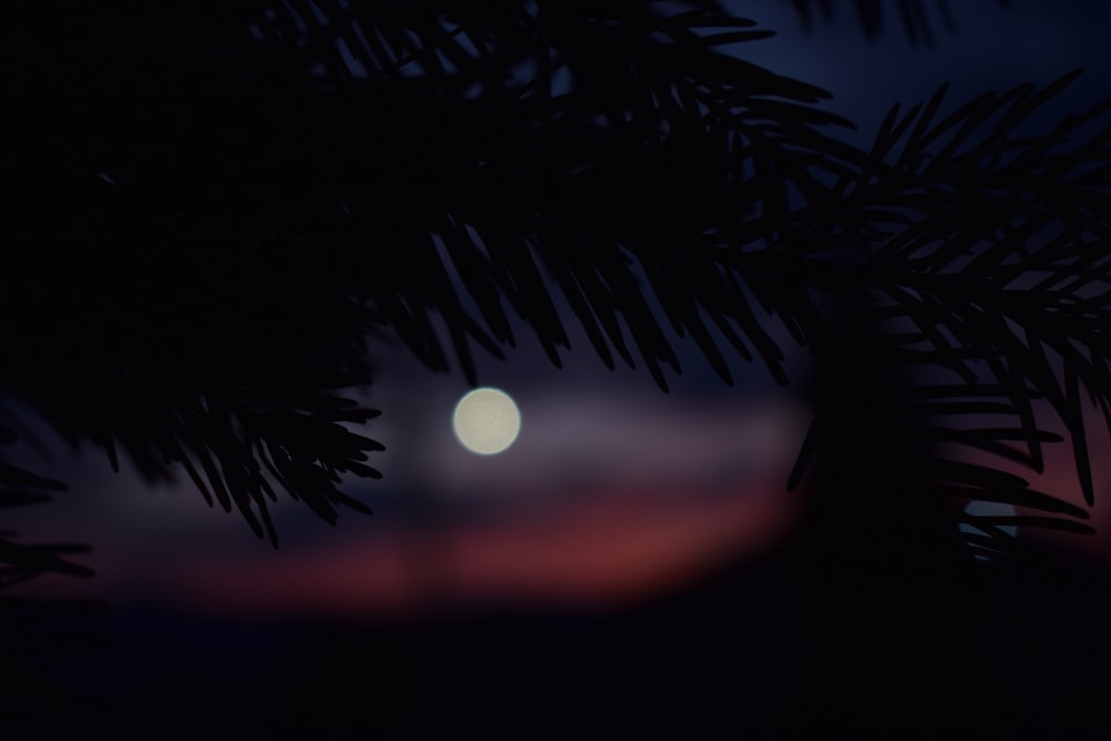 a full moon seen through the branches of a tree