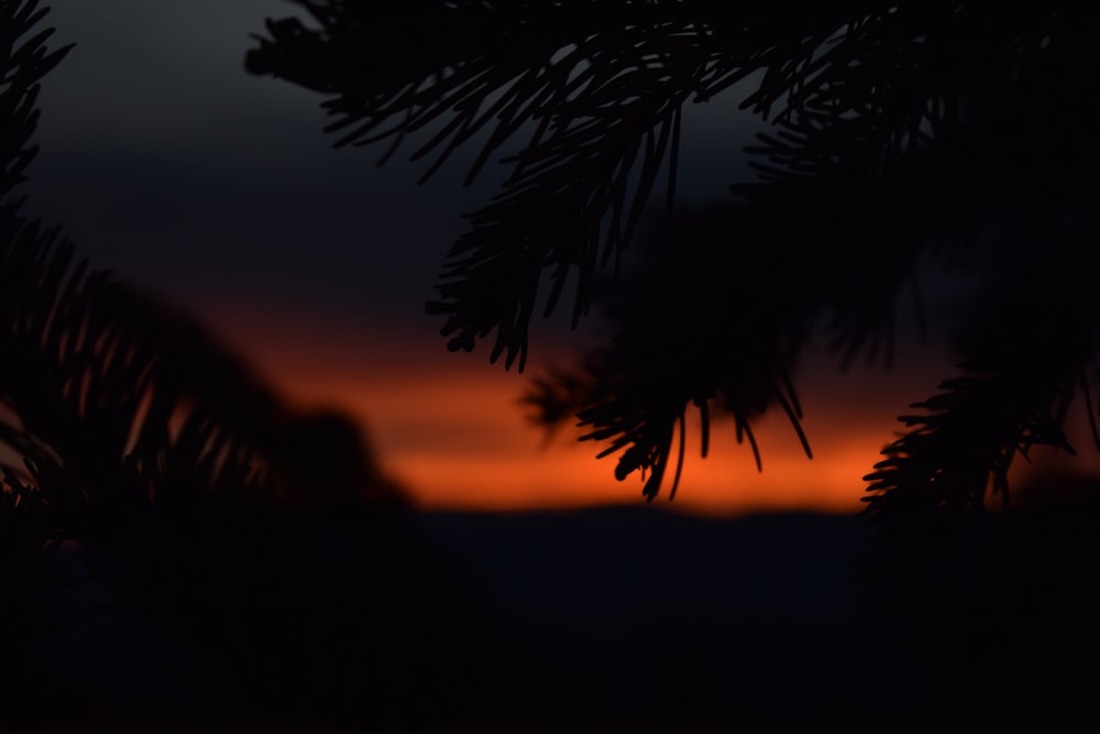 the sun is setting behind a pine tree