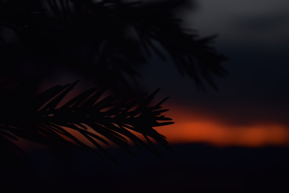 a pine tree branch with the sun setting in the background