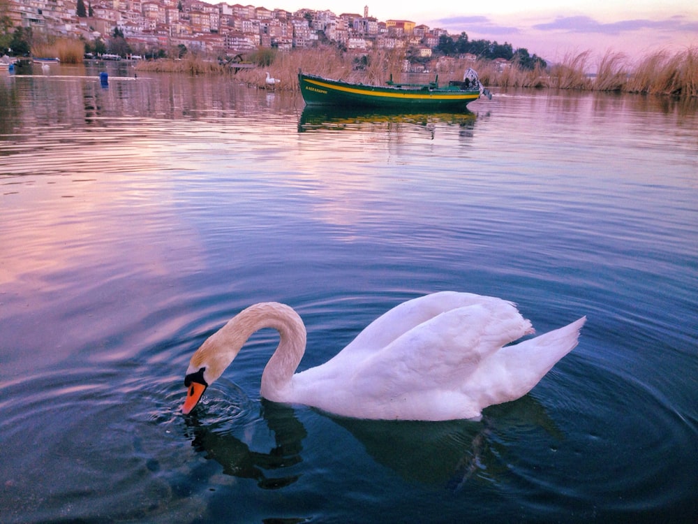 a swan is swimming in a lake with a boat in the background