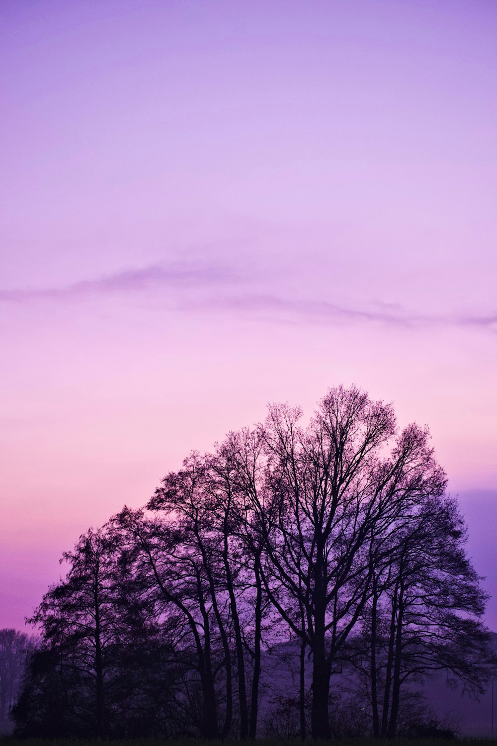a purple sky with trees in the foreground