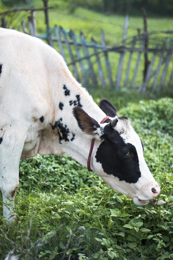 A cow grazing on a green field