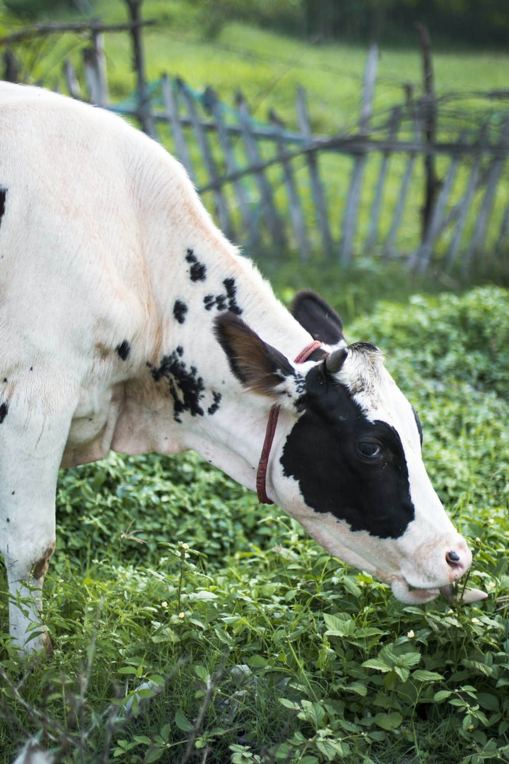 a black and white cow grazing on a lush green field