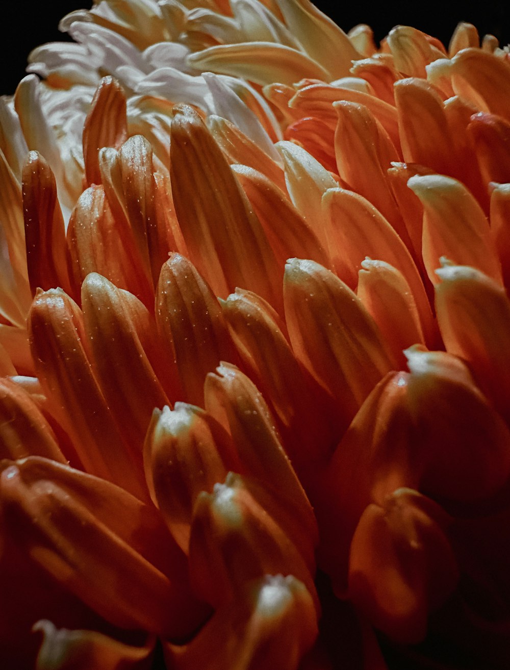 a close up of an orange flower with drops of water on it
