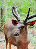 A close-up of a trophy exotic animal with vibrant antlers standing tall in the ranch's natural habitat.