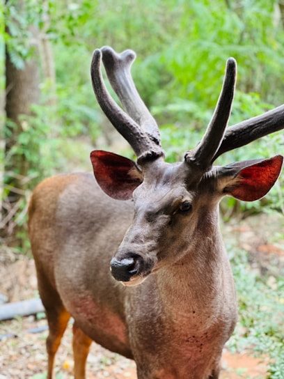 A warm family portrait standing proudly in a lush forest with trophy whitetail and exotic game in the background.