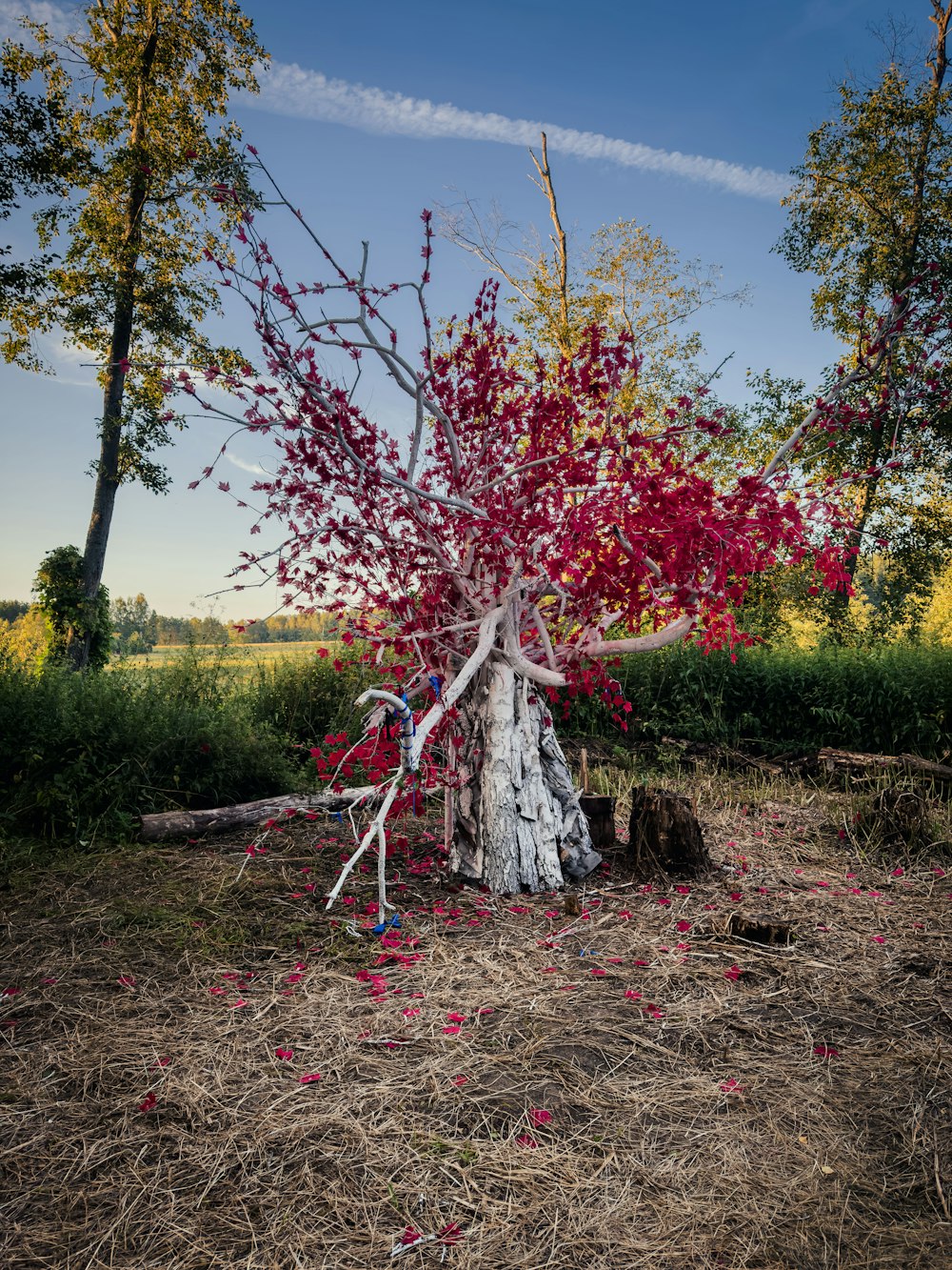 a tree that has fallen down in a field