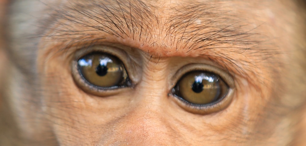 a close up of a monkey's face with a blurry background