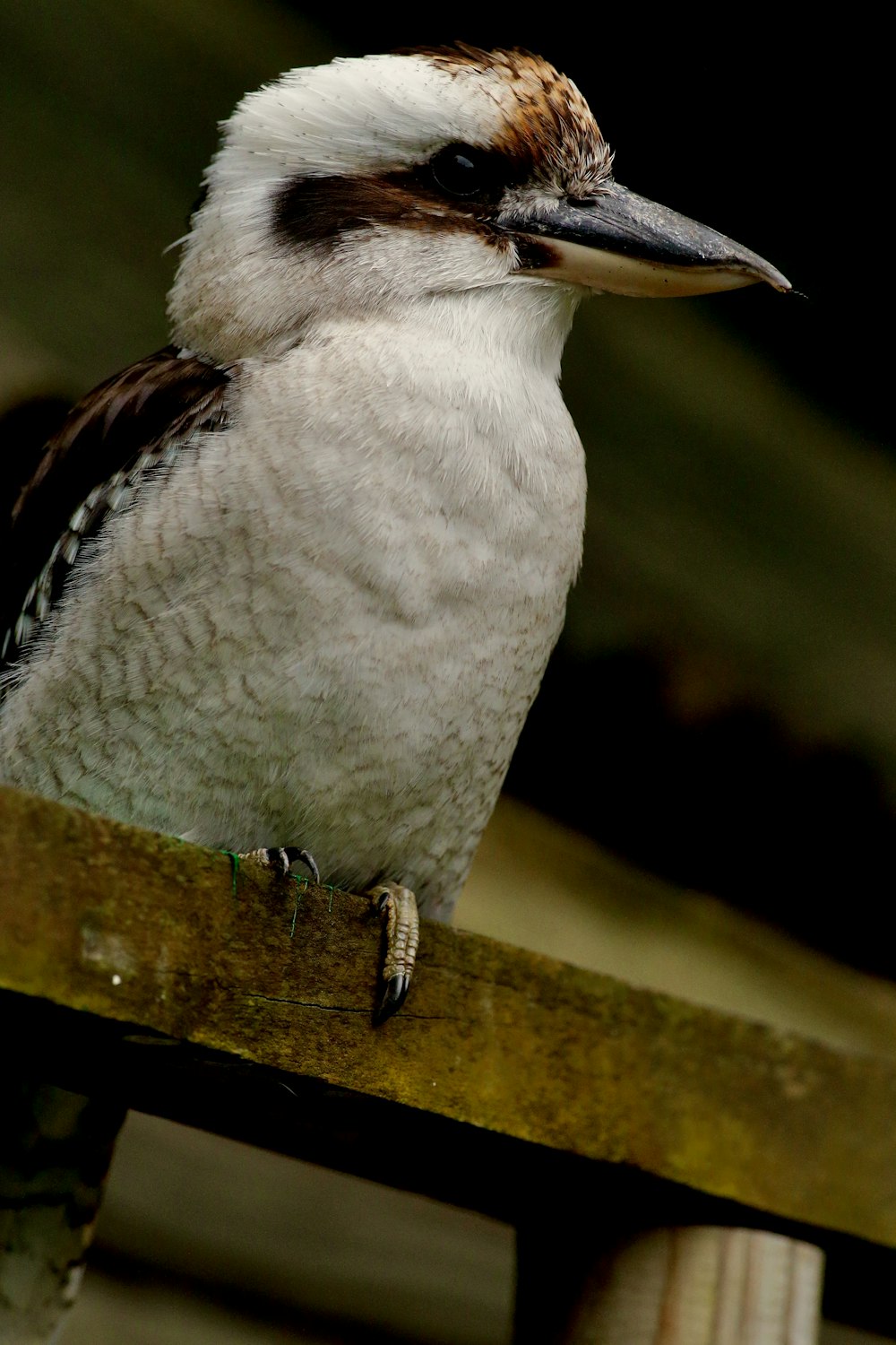 a bird sitting on top of a wooden fence