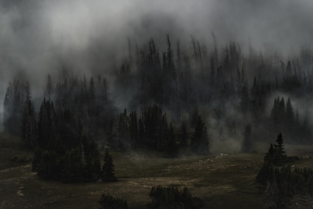 a forest filled with lots of trees covered in fog