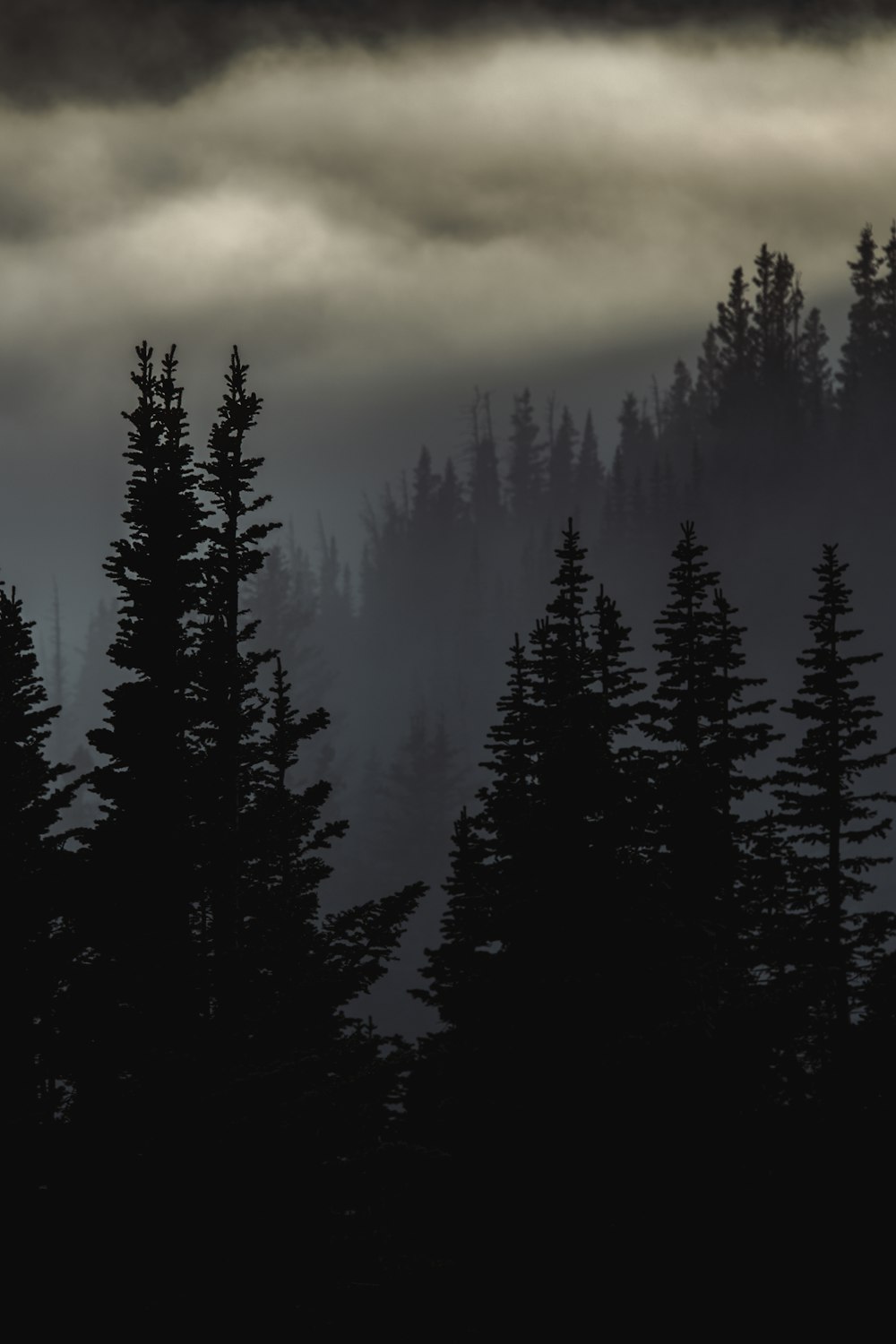Una foto in bianco e nero di una foresta nebbiosa