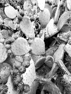 A dense arrangement of prickly pear cactus pads, some bearing fruit, surrounded by smaller succulents. The image captures the textured, thorny surfaces of the pads and the intricate patterns created by their overlapping forms.