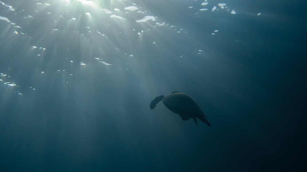 a turtle swimming in the ocean under the sun