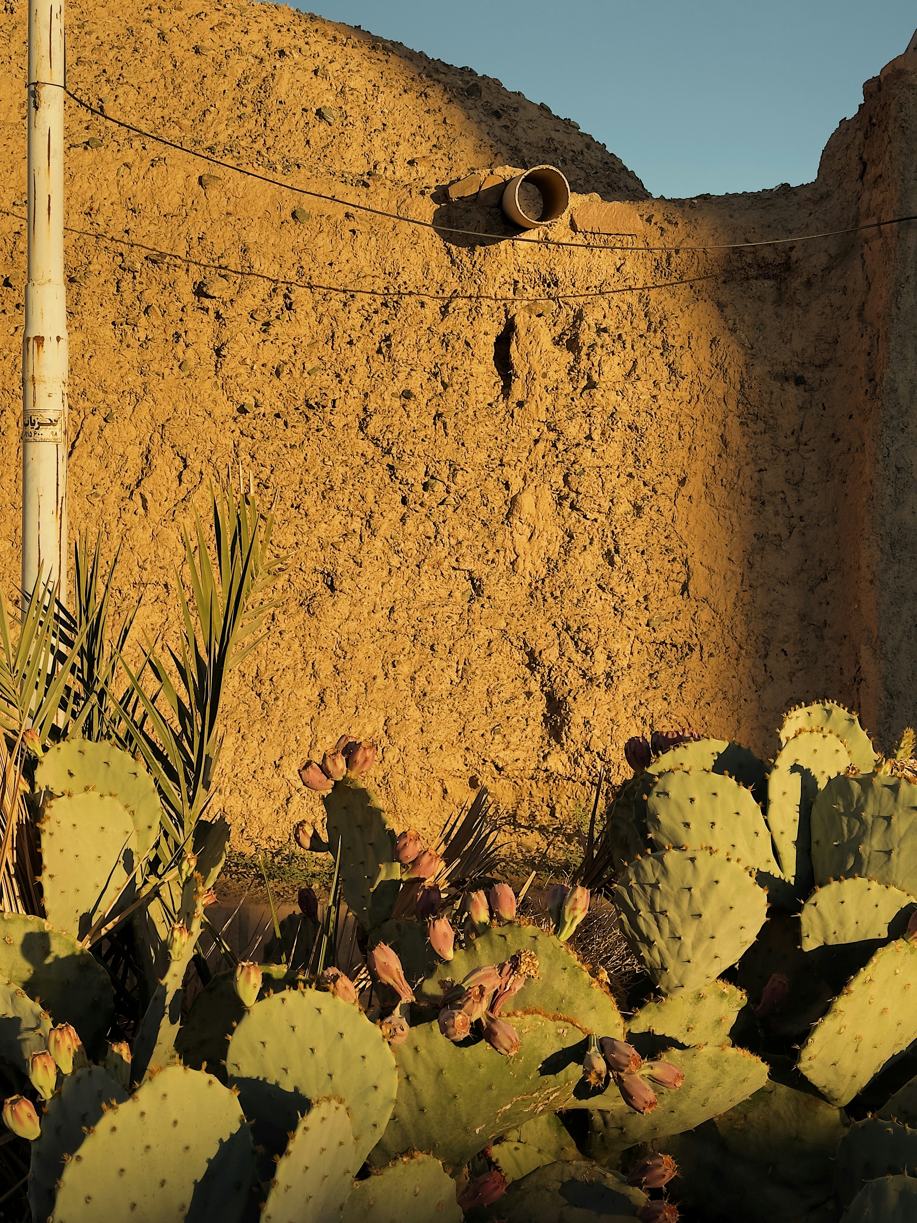 a pair of shoes hanging from a wire next to a cactus