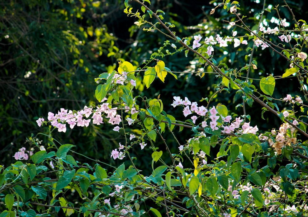 un mazzo di fiori che sono su un albero