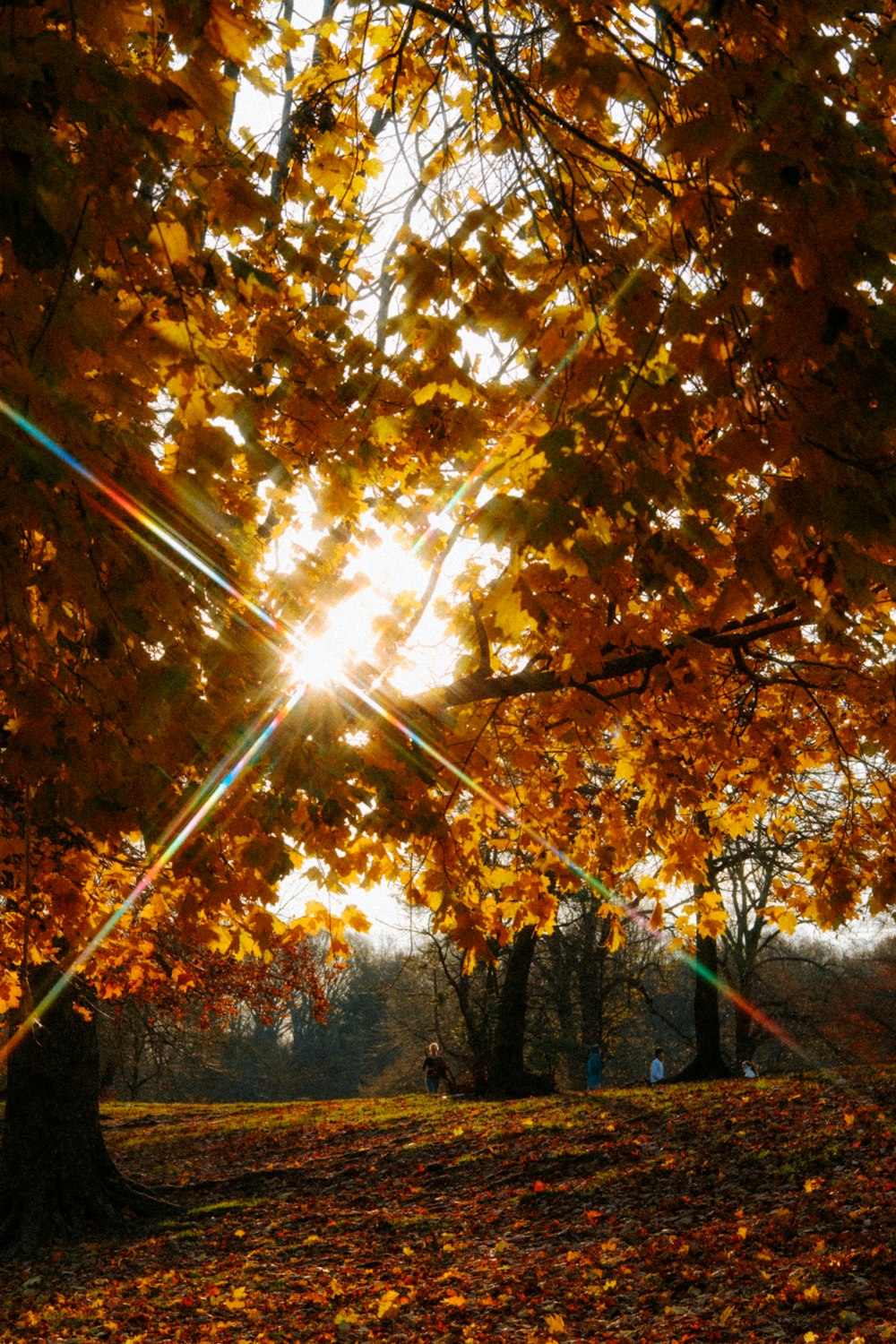 the sun is shining through the trees in the park