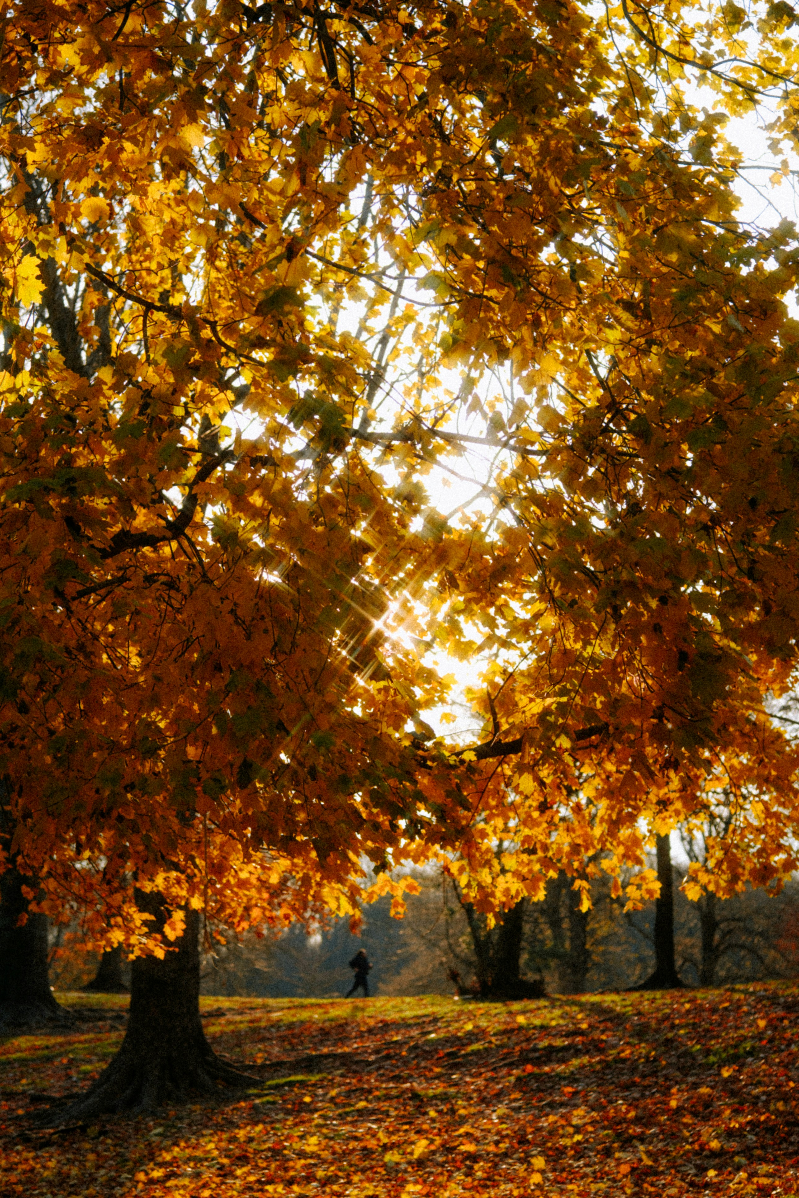 Photo by marsupialpudding