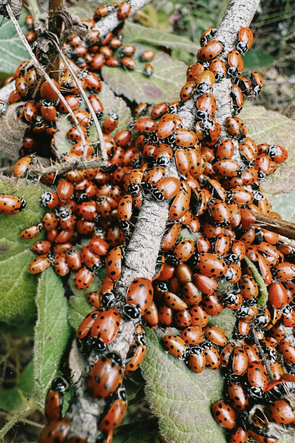 a bunch of ladybugs that are on a tree