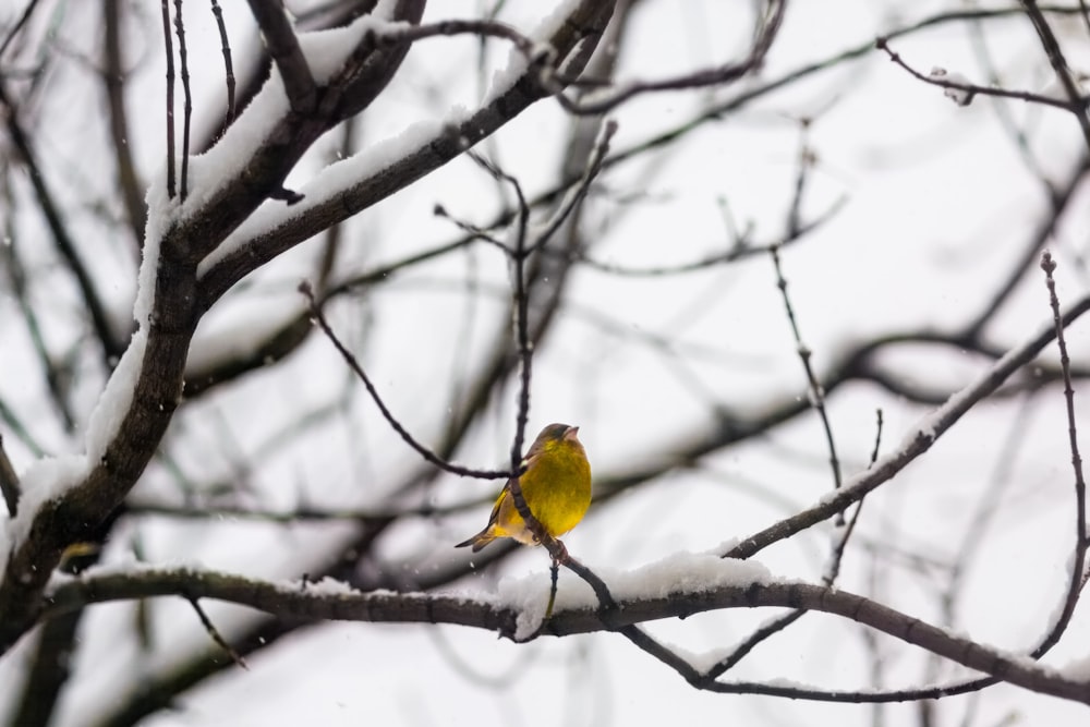 un petit oiseau jaune perché au sommet d’une branche d’arbre