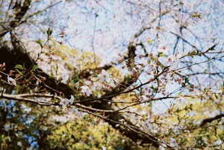 A serene landscape depicting a blooming cherry blossom tree in spring, symbolizing renewal and growth.
