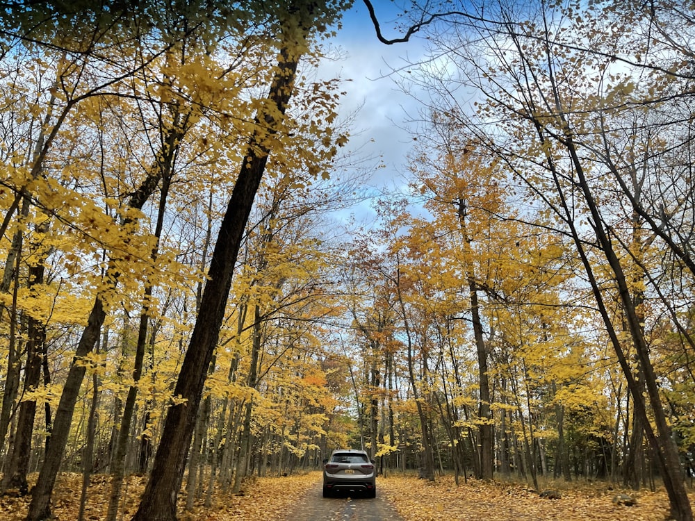 a car driving down a leaf covered road