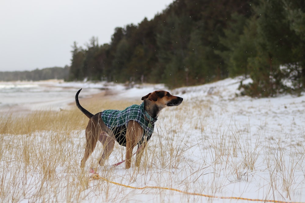 a dog wearing a sweater in the snow
