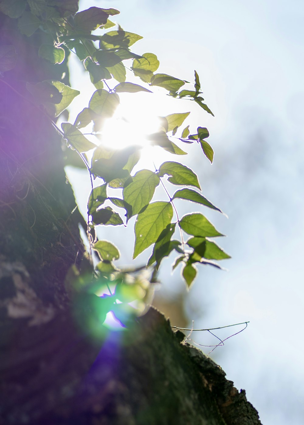 the sun shines through the leaves of a tree