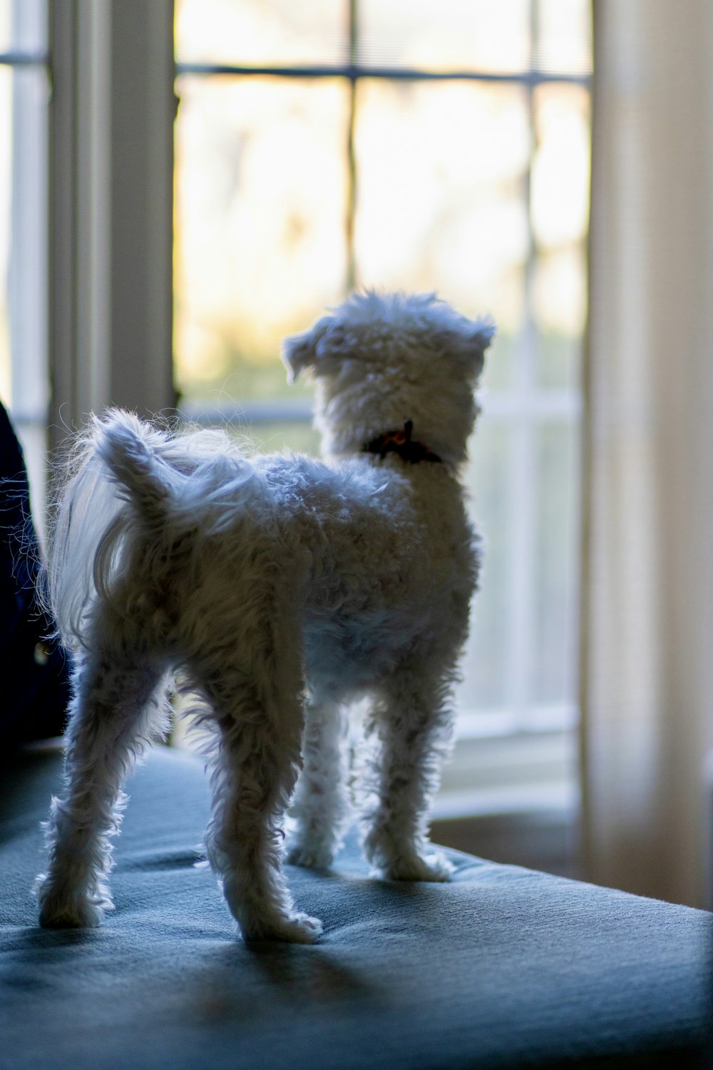 a small white dog standing on top of a couch