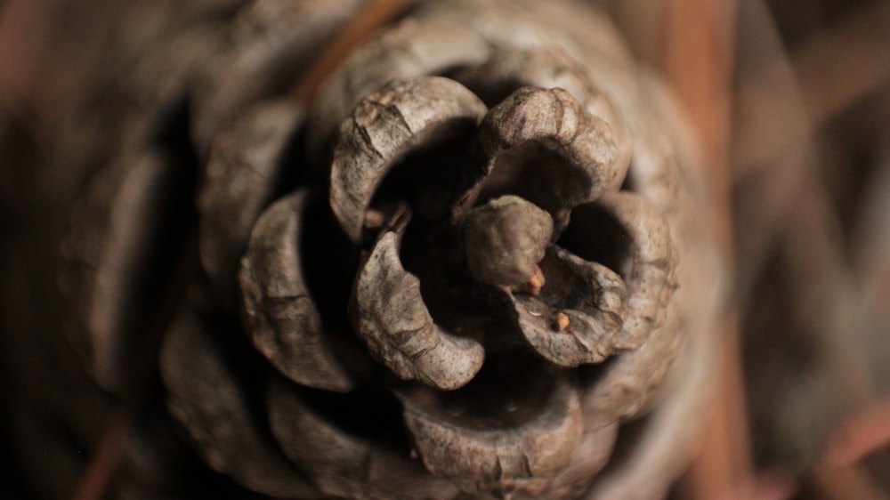 a close up of a pine cone on a tree