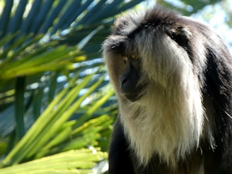 A monkey with a distinctive mane of grayish fur framing its black face, looking pensively to the side. The background consists of vibrant green leaves, suggesting a natural habitat.