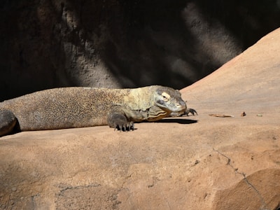 A vibrant photo of Komodo dragons basking on rocky terrain under a clear blue sky.