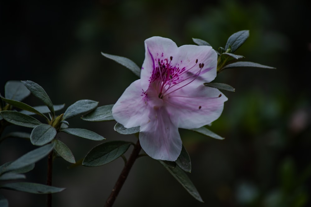 a close up of a pink flower with green leaves