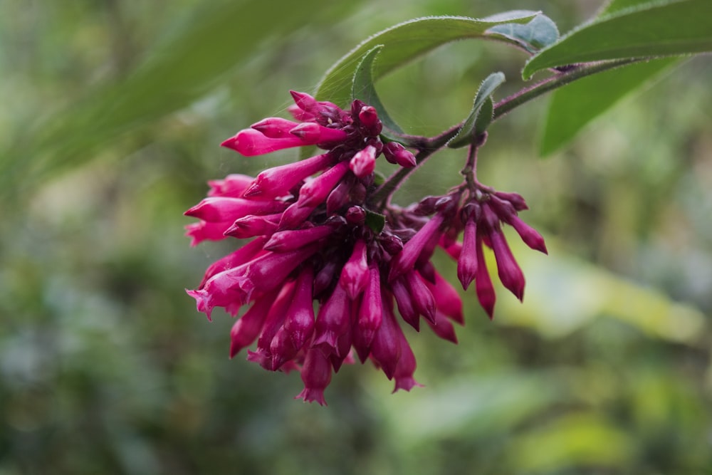 a close up of a flower on a tree branch