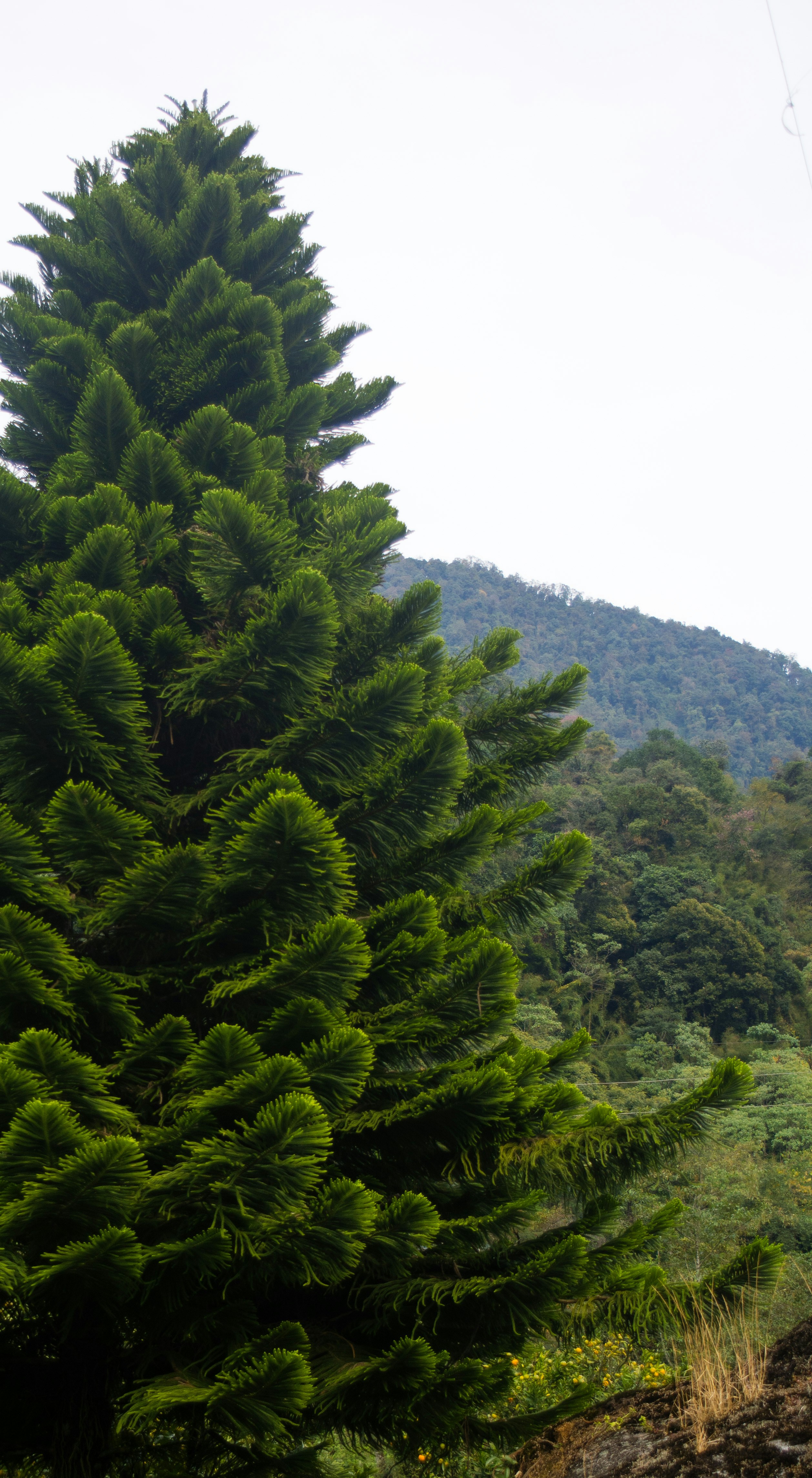 un pino alto frente a una montaña