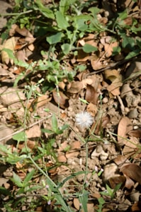 A wild plant with green leaves and a white fluffy flower head is surrounded by dried brown leaves and small rocks on the ground. Sparse green foliage is visible in the background, giving a natural, slightly chaotic appearance.
