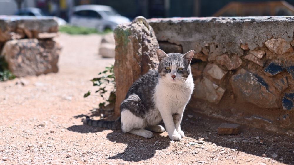 a cat sitting on the ground next to a stone wall