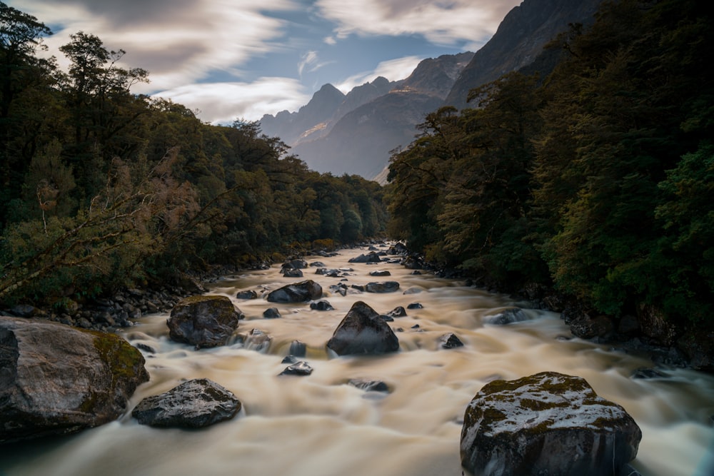 a river running through a lush green forest