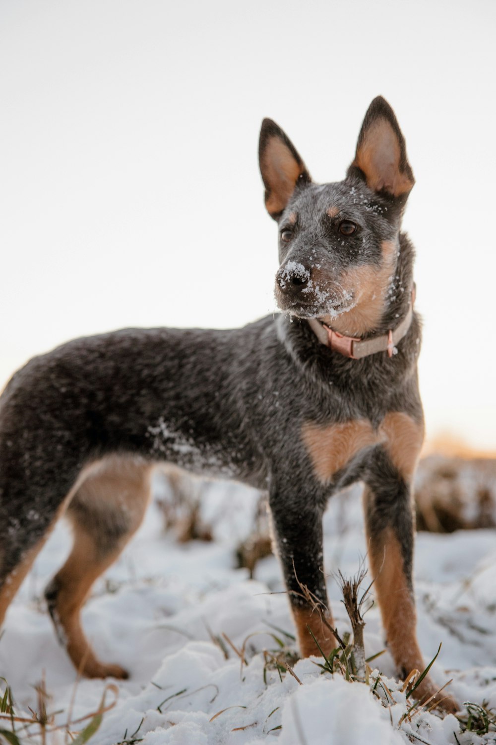 a black and brown dog standing in the snow