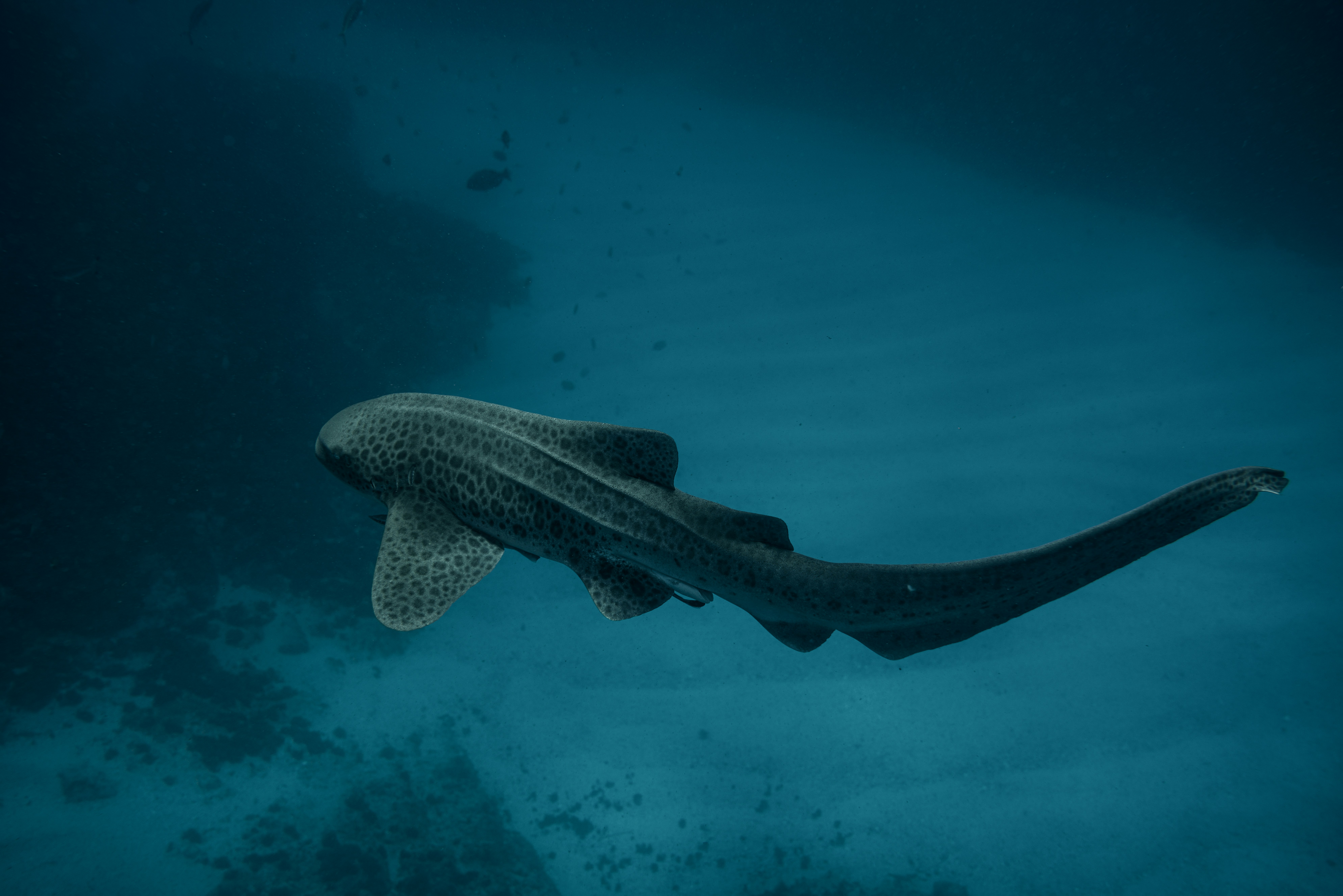 Photo by thefrothmedia