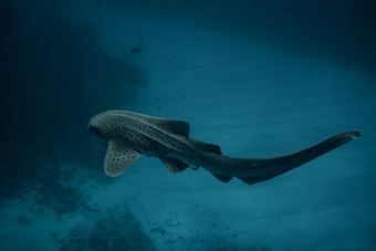 A solitary shark with a sleek, elongated body swims gracefully in the deep blue ocean. The shark has distinct dark spots and a pattern on its body, against the backdrop of a shadowy underwater terrain.