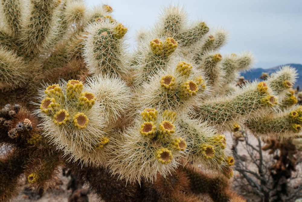 a group of cactus plants in the desert