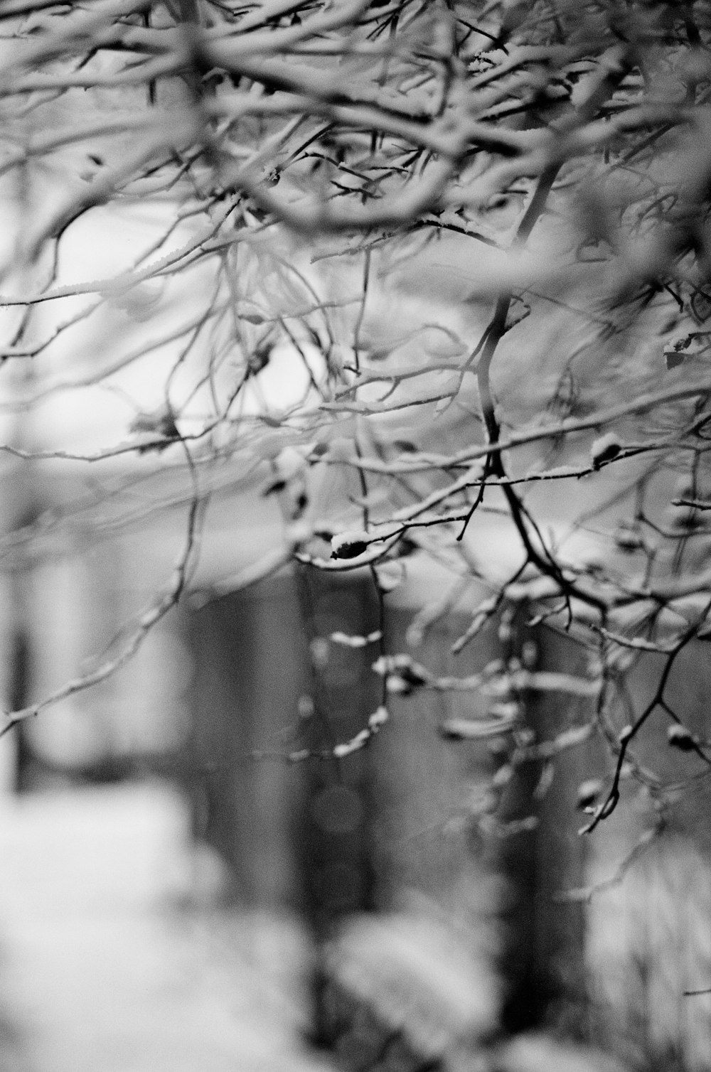 a black and white photo of a tree branch