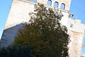 A mature tree stands in front of an old, weathered building with arched windows and a textured brick facade. The tree's foliage is dense and casts a shadow on the building. The sky is clear and blue, suggesting a sunny day.