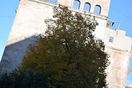 A mature tree stands in front of an old, weathered building with arched windows and a textured brick facade. The tree's foliage is dense and casts a shadow on the building. The sky is clear and blue, suggesting a sunny day.
