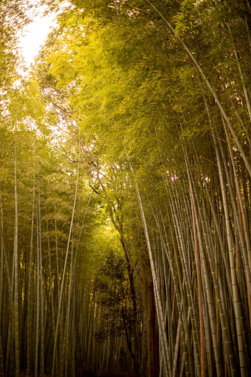 a grove of bamboo trees in a forest