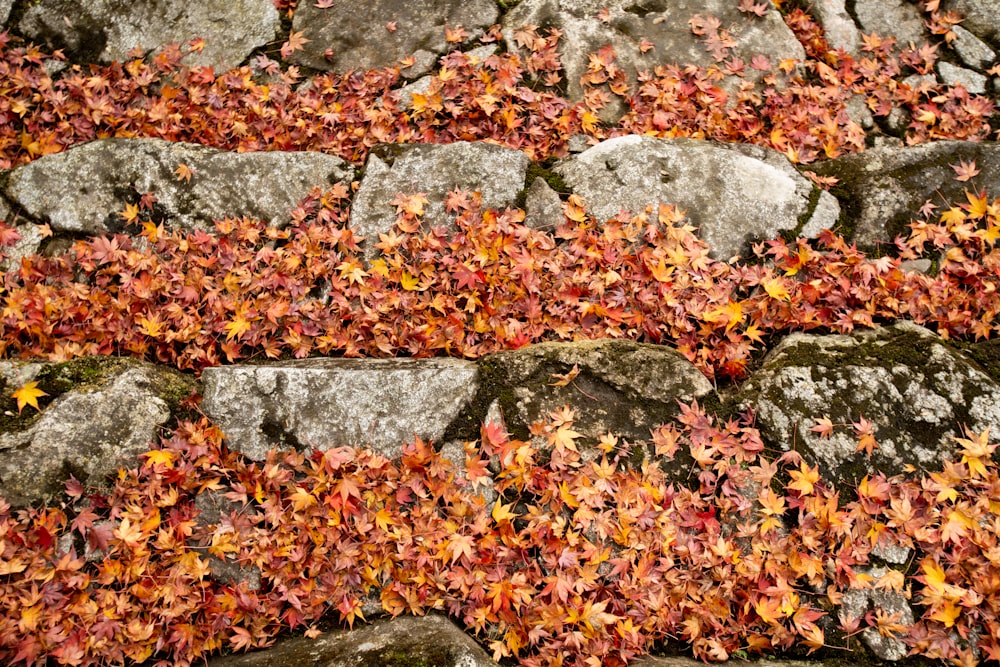 a bunch of leaves that are on some rocks