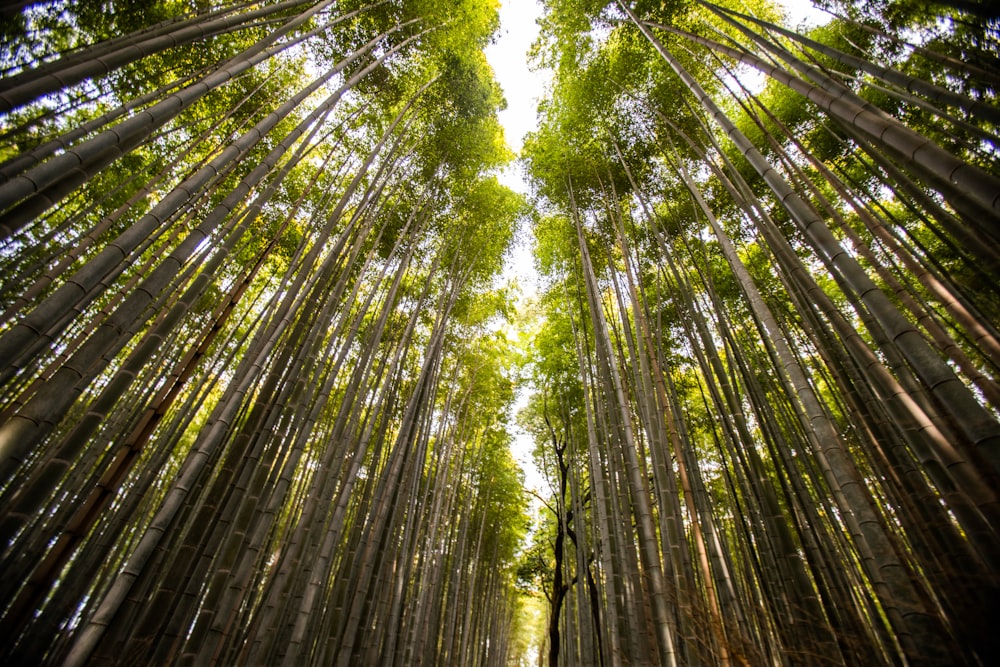 a bamboo forest with lots of tall trees
