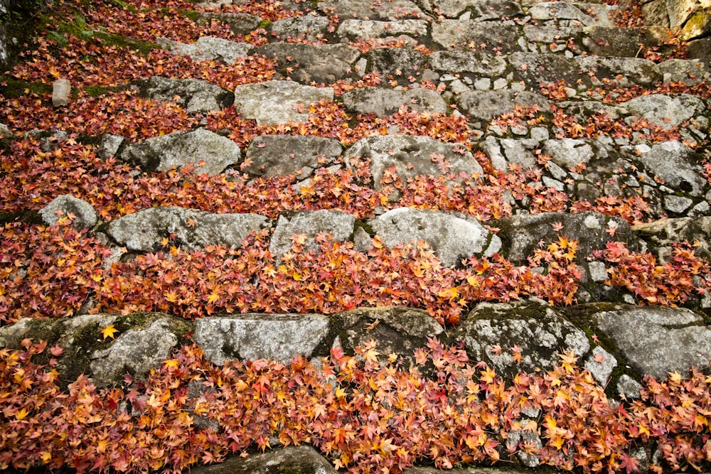 a stone path with red and yellow leaves on it